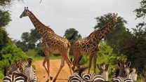Community-based wildlife conservation is bringing success to Tanzania