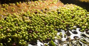 Olive mills don't just produce oil – they also generate a lot of wastewater (Credit: )