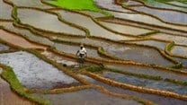 Paolo Crosetto via  - Rice paddies in Madagascar