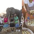 Arrival of elephants marks start of marula harvest season in Limpopo