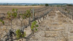 Jobs and profits drying up on Western Cape grape farms