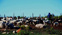 Jklaasen via  - Goats and sheep leaving a kraal in Namaqualand