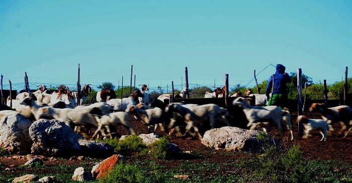 Jklaasen via  - Goats and sheep leaving a kraal in Namaqualand