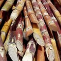Biofuel from sugarcane: Why is SA not rushing ahead?
