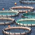 Let them eat carp: Fish farms are helping to fight hunger