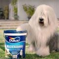 Grey Advertising South Africa's Dulux TVC named one of South Africa's Best Liked Ads by Kantar Millward Brown