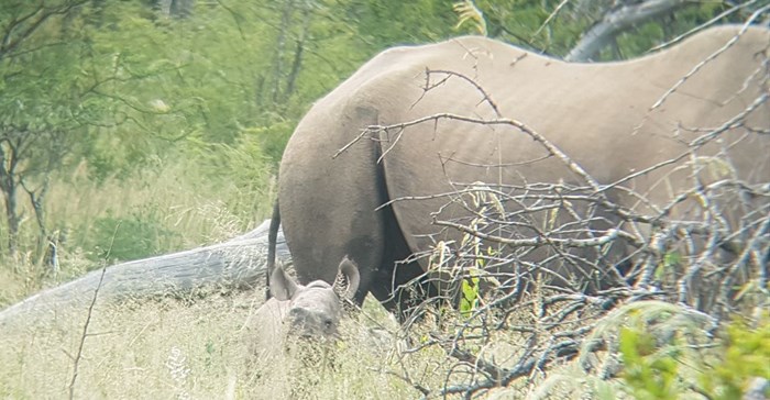 Spotted: first calf of WWF's 11th black rhino population