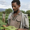 Applications for Fall Armyworm Tech Prize open