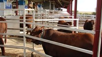 Improving feed efficiency, profitability of cattle