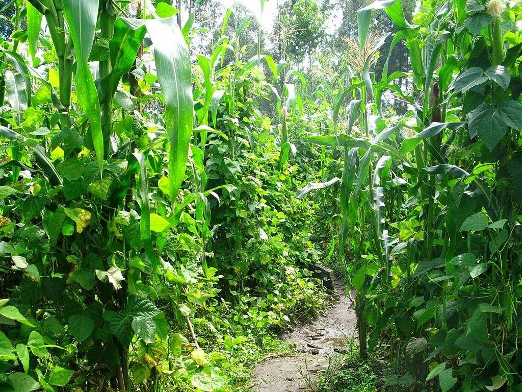 AnnaJB via  - Intercropping maize and beans in Rwanda