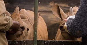 The northern white rhino should not be brought back to life