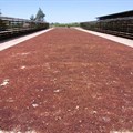Raisins drying under the Northern Cape sun. Image Supplied