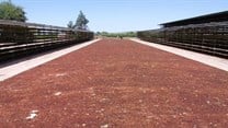 Raisins drying under the Northern Cape sun. Image Supplied