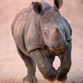 Namibia: Uproar over mine at rhino sanctuary