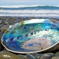 Abalone poaching: lifting the lid on why, how and who