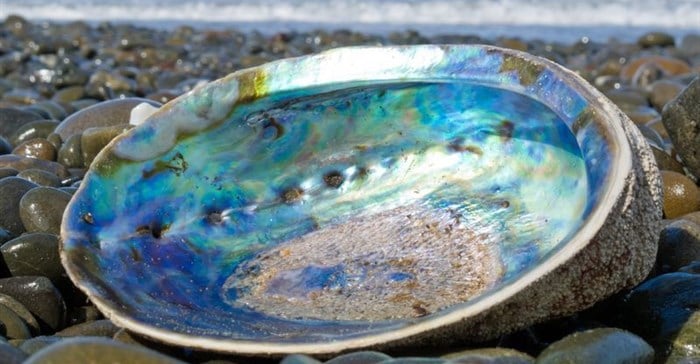 Abalone poaching: lifting the lid on why, how and who