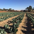 Obstacles facing a young black farmer in South Africa: a personal story