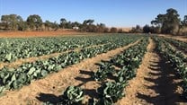 Obstacles facing a young black farmer in South Africa: a personal story