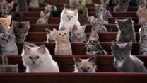 This 'Kitten Kollege' YouTube series is the cutest thing you'll watch today