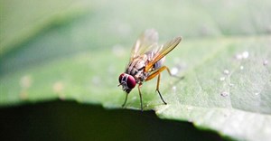 nuzree via  - fruit fly
