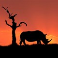 SA policeman, former army general among those arrested for alleged rhino poaching