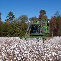 Farmers hail cotton auction system