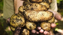 Eastern Free State potato industry in focus