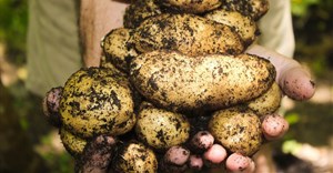 Eastern Free State potato industry in focus