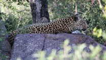 Talking trees and mating leopards: Go on a nature escape in the Sabi Sands
