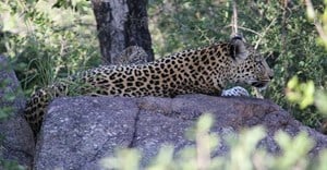 Talking trees and mating leopards: Go on a nature escape in the Sabi Sands