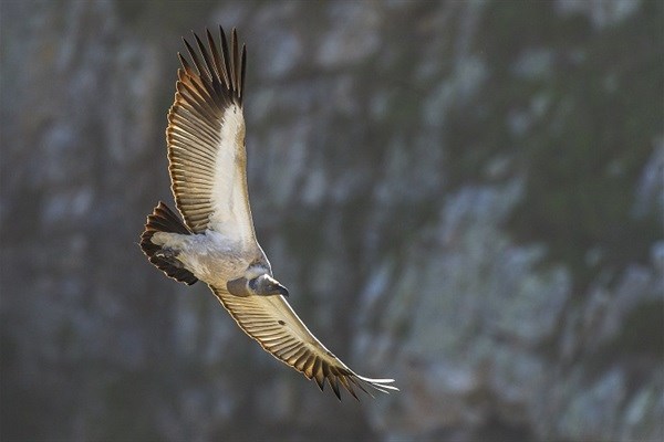 Cape Vulture. Image credit: Peter Chadwick