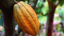 How planting trees can protect cocoa plants against climate change
