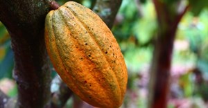 How planting trees can protect cocoa plants against climate change