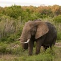 How to break the impasse between opposing camps in ivory trade debate