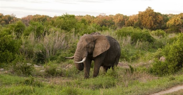 How to break the impasse between opposing camps in ivory trade debate