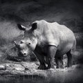 Nominations open for 2018 Rhino Conservation Awards