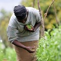 Helping smallholders participate in the rise of agribusiness in Africa