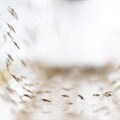Mosquitoes are only one problem when it comes to malaria. Fake medicines are another. Athit Perawongmetha/Reuters