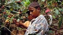 Agricultural policies need to address child labour concerns
