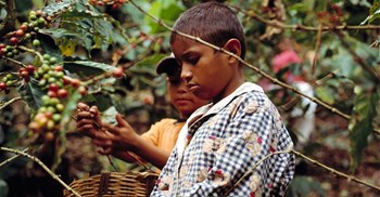 Agricultural policies need to address child labour concerns