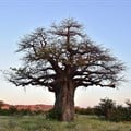 Baobab trees have more than 300 uses but they're dying in Africa