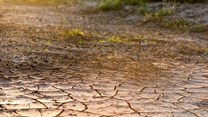 FAO calls for greater resilience against drought in Africa