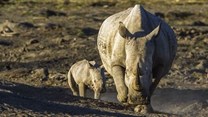 Field rangers arrested for suspected rhino poaching