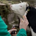 Now is the time to vaccinate livestock