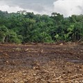 FAO, UNHCR's forest management tool a guide to restoring deforestation in displaced communities
