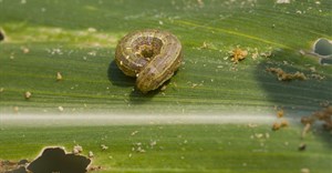 FAO, Pennsylvania State University develops new app to combat crop pest infestation in Africa