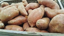Diversify sweet potato to entice youth to agriculture