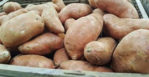 Diversify sweet potato to entice youth to agriculture