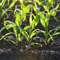 Helping plants remove natural toxins could boost crop yields by 47%