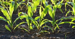 Helping plants remove natural toxins could boost crop yields by 47%